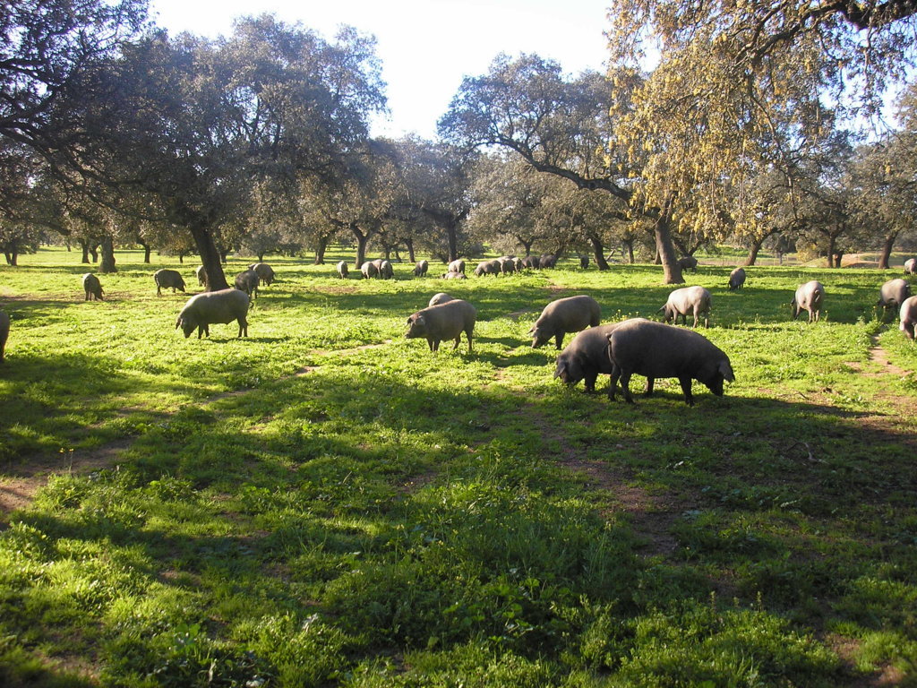 Nace el grupo operativo GO HAz-Ibérico para evaluar el impacto ambiental del cerdo en dehesa