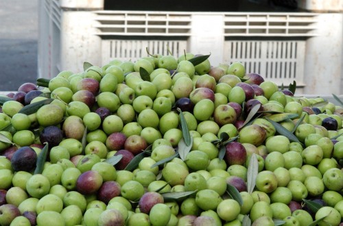 La Administración Trump no anuncia su decisión final sobre los aranceles a la aceituna negra