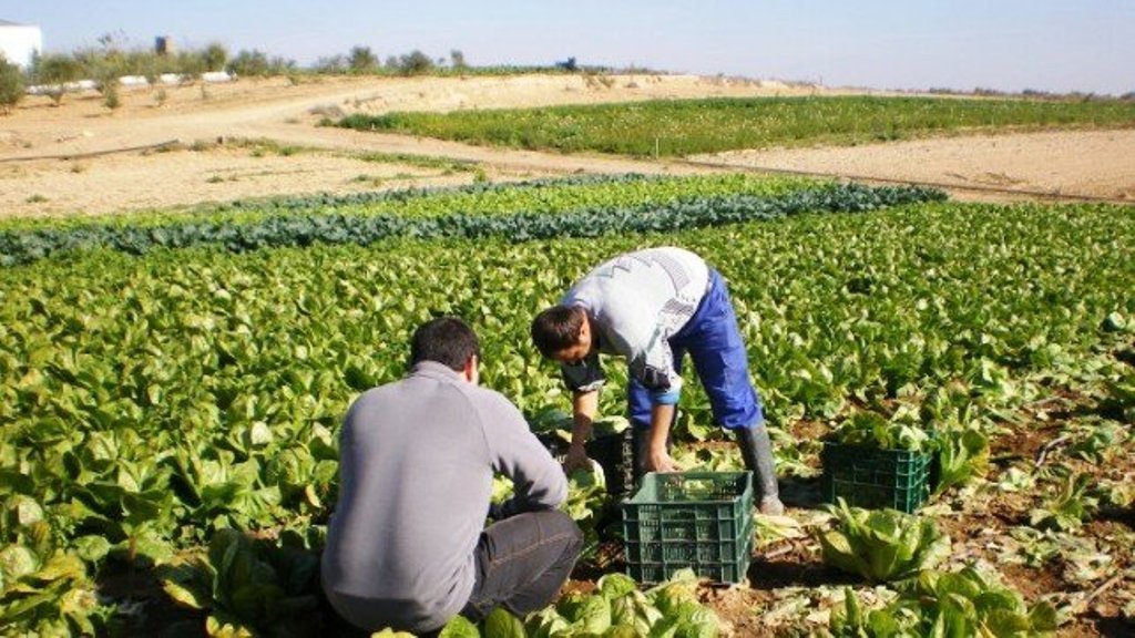 El paro en la actividad agraria sube y baja la afiliación durante junio pasado