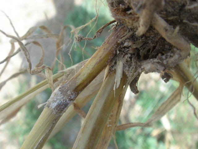 Medidas de control de las enfermedades del pie en cereales de invierno