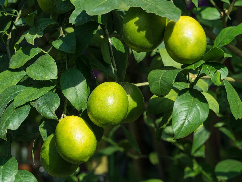 La producción española de  limón podría aumentar casi un 30% en la nueva campaña 2018/19