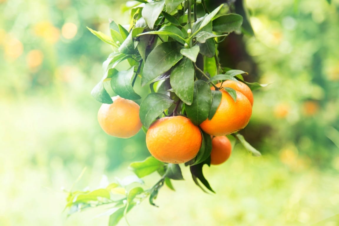 La mandarina Orri duplica sus ventas en la campaña 2018 con cerca de 52.000 toneladas