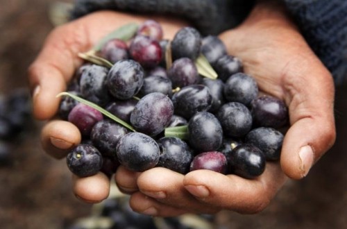 EE.UU, pese a la tregua comercial con la UE, confirma los aranceles a la  aceituna negra