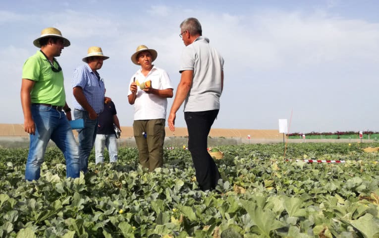 Más de 200 profesionales asisten a los Cucurbits Open Days de Sakata