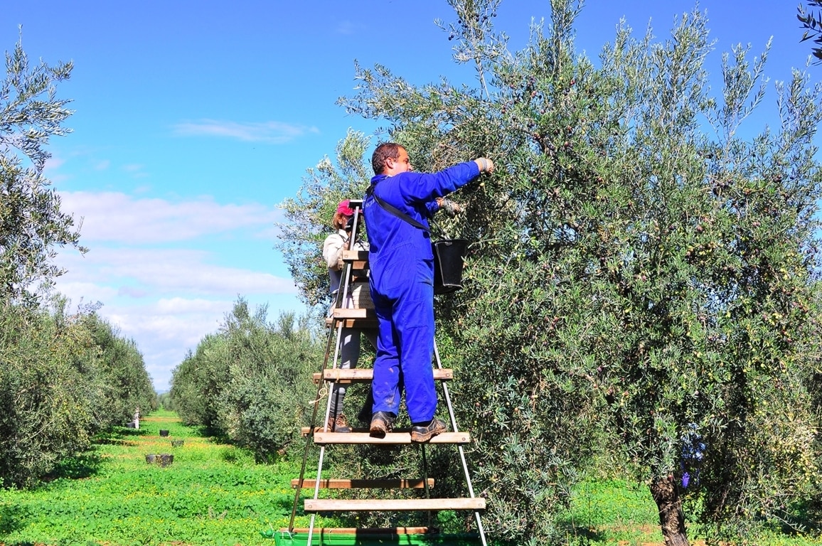 Las CC.AA. controlarán la información de los mercados del aceite de oliva y las aceitunas de mesa