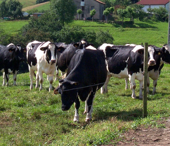 Las entregas de leche de vaca aumentaron un 1,7% en mayo, con moderación de precios medios