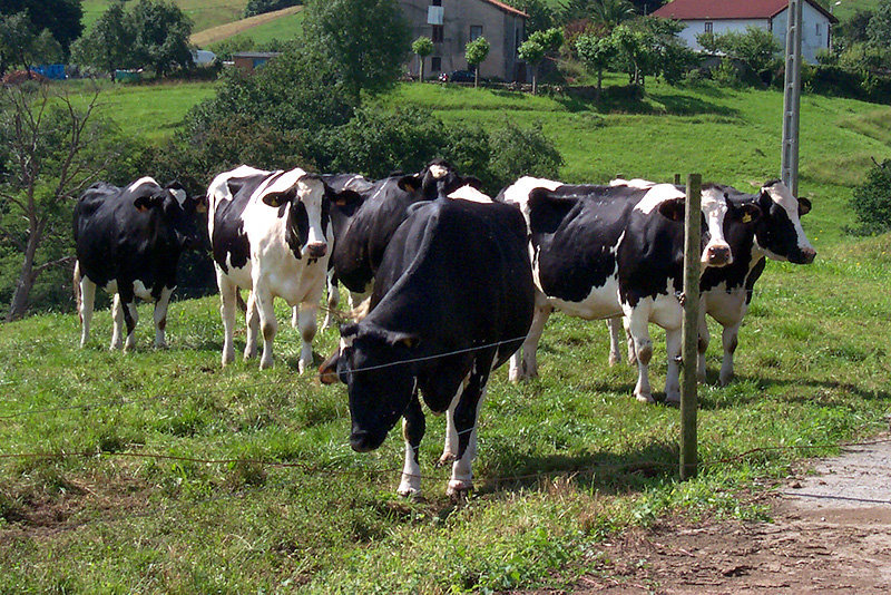 Las entregas de leche de vaca aumentaron un 1,7% en mayo, con moderación de precios medios