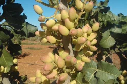 Parámetros previos a la plantación del pistacho
