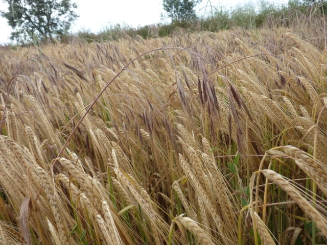 Control de malas hierbas gramíneas en cereal de invierno