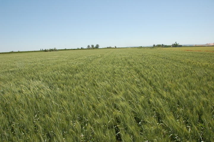 Directrices para la fertilización de la cebada y el trigo con objetivos productivos variables