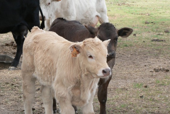 El Fega anuncia las ayudas a la ganadería de vacuno de cebo para la campaña 2023