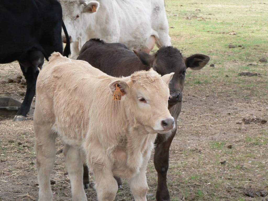 Promanbov, nuevo grupo operativo para la promoción del uso prudente de antimicrobianos en vacuno de carne