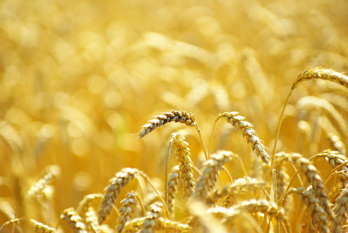 La FAO prevé menos cosecha de cereales y reservas mundiales a la  baja en la actual campaña 2018/19