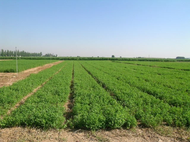 Efectos de la densidad de siembra en el cultivo de la alfalfa