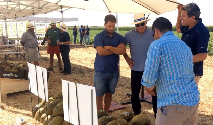 Airén y Macabeo, la nueva genética en melón piel de sapo de Syngenta