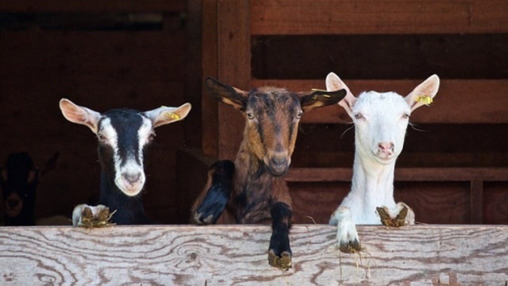 La leche de oveja y de cabra continuó su «vía crucis» bajista de precios en origen en julio