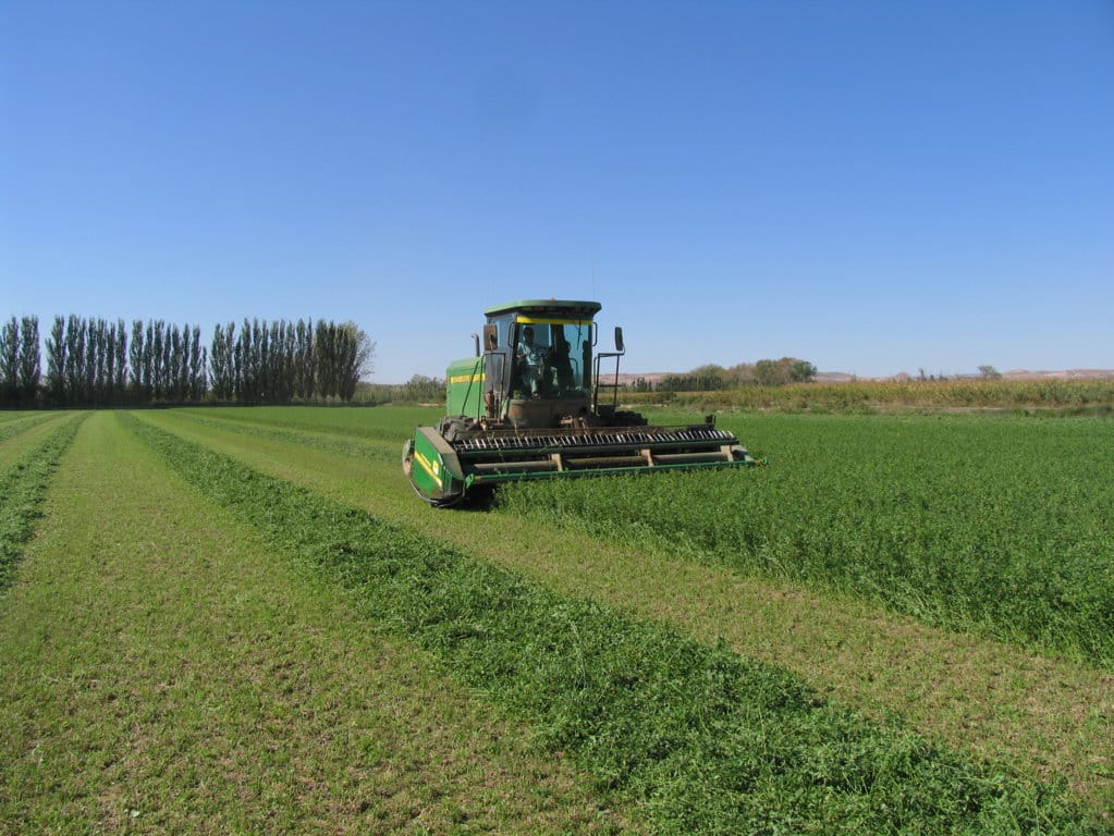 Cerca de 500.000 t de alfalfa deshidratada española exportadas en el primer semestre de 2018