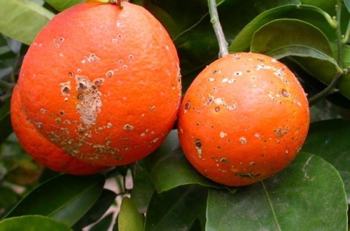 Control de la mancha marrón de las mandarinas causada por Alternaria