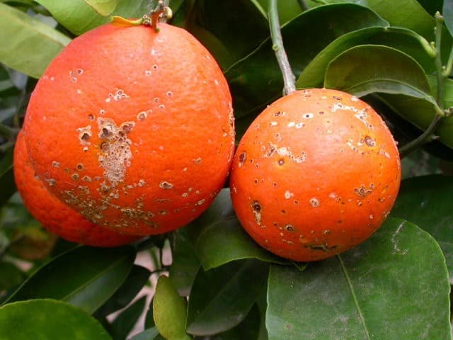 Control de la mancha marrón de las mandarinas causada por Alternaria