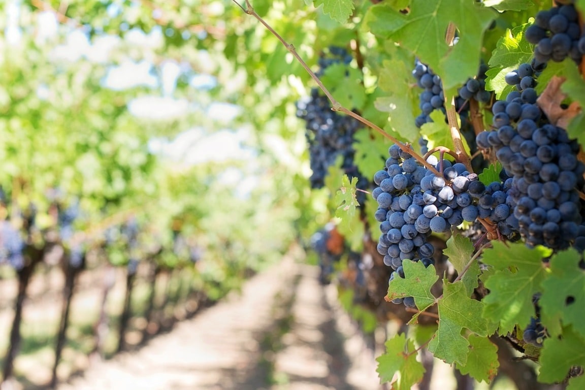 Los productores lamentan los bajos precios de la uva y la ausencia de contratos en Castilla-La Mancha