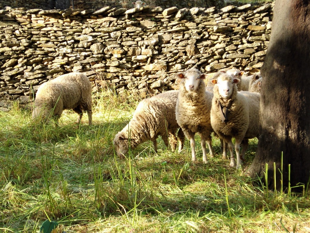El FEGA revisa los importes unitarios definitivos de las ayudas asociadas de ovino y caprino 2017