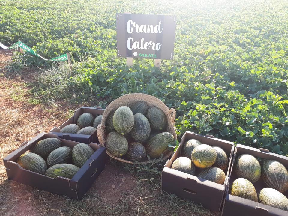 Grand Calero, la nueva variedad de melón piel de sapo de Sakata