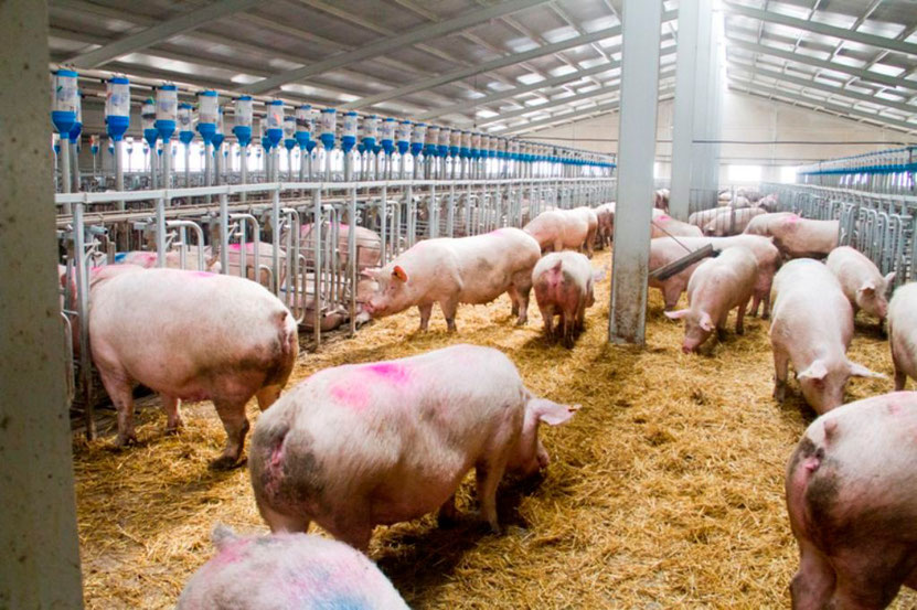 El sector porcino reduce en un 50% las emisiones de amoniaco por kg producido