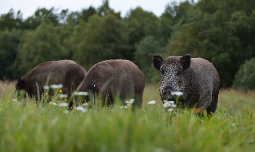 Temor en el sector porcino español ante los casos de PPA en Bélgica