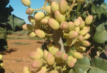 El pistacho supera las 1.000 hectáreas en Jaén y se convierte en el cultivo complementario al olivar