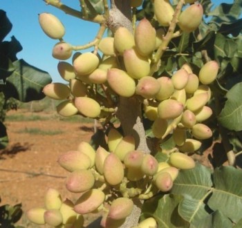 La superficie dedicada al pistacho supera ya las 83.700 hectáreas, según el II estudio de Agróptimum
