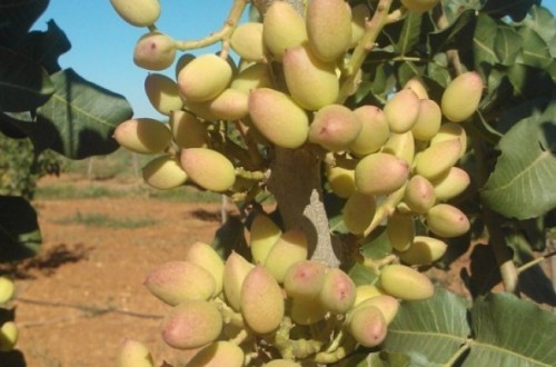 Parámetros previos a la plantación del pistacho