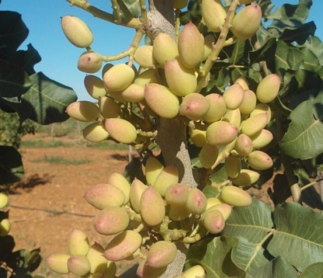 Parámetros previos a la plantación del pistacho