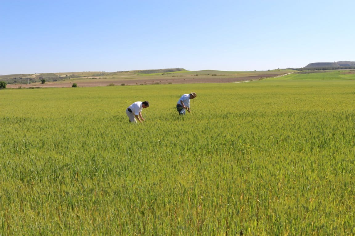 El precio medio de la tierra de uso agrario subió un 2%, hasta 10.082 €/ha en 2017