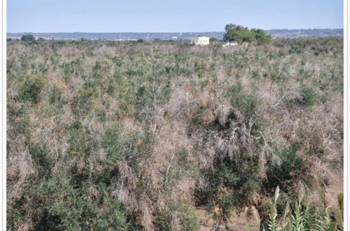 Xylella fastidiosa, mitos y realidad