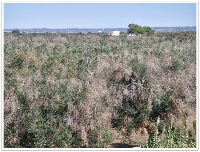 Xylella fastidiosa, mitos y realidad