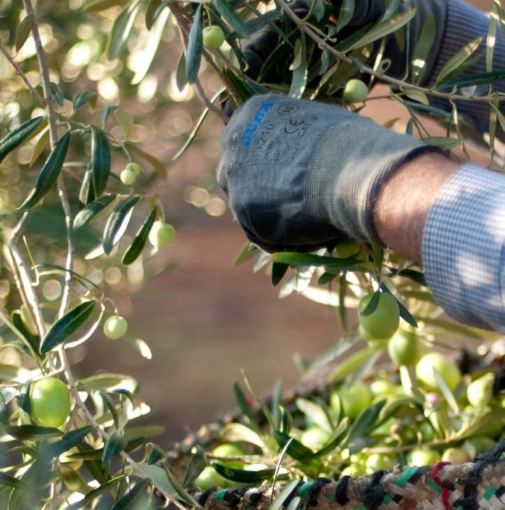 Interaceituna estima en 584.000 t la aceituna potencialmente verdeable en la actual campaña 2018/19