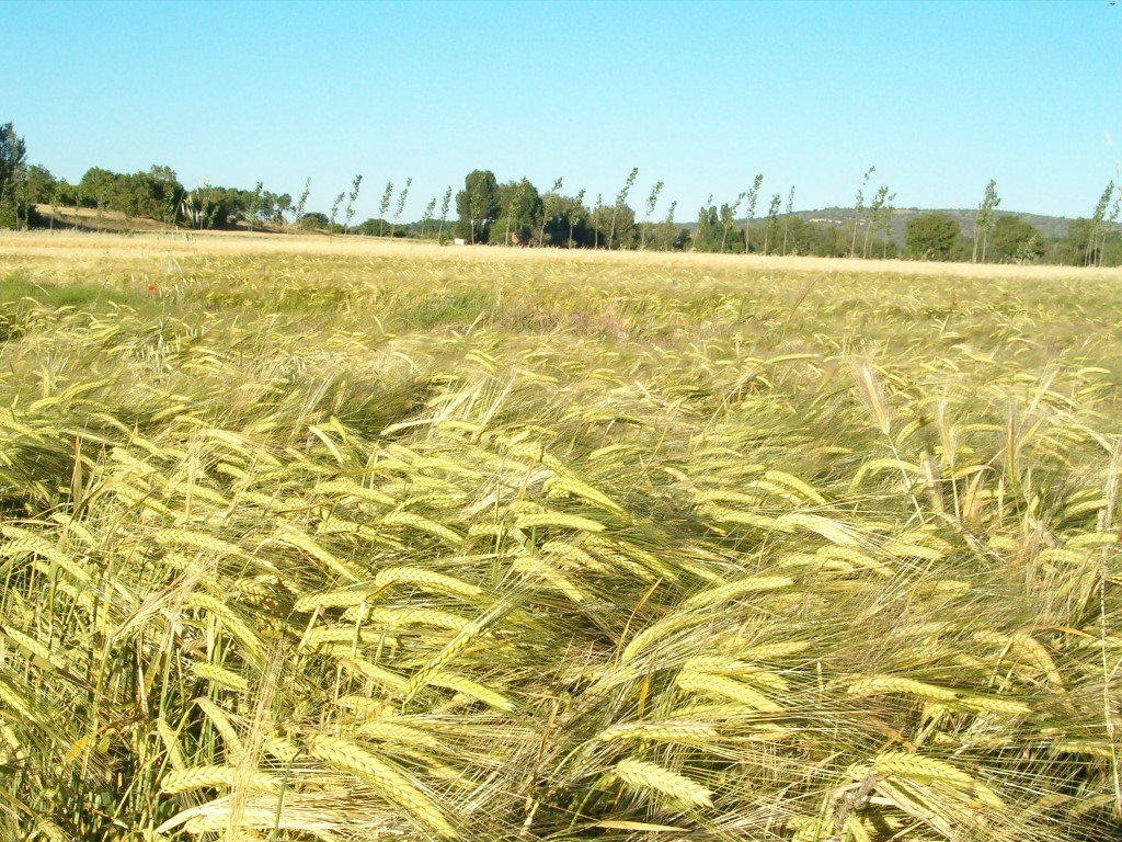 Cooperativas confirma una cosecha récord, pero deficitaria de cereales en España en 2018/19