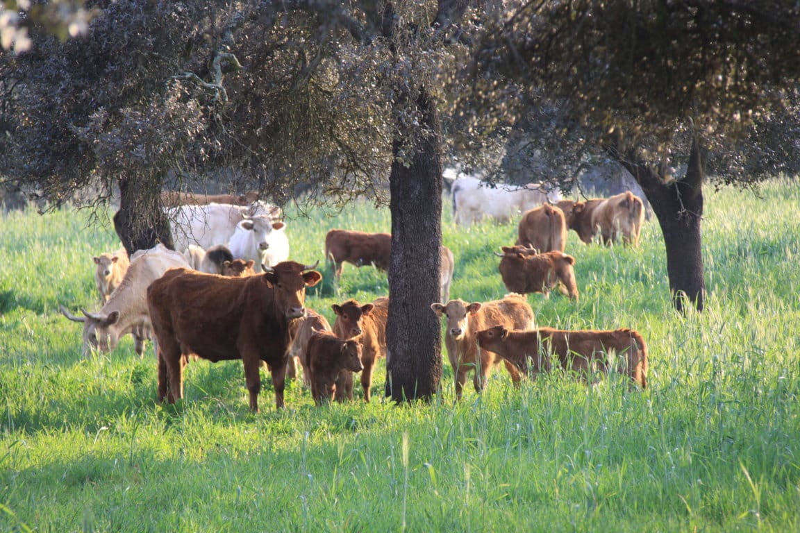 Detectado un nuevo foco de “lengua azul” en la comarca malagueña de Cartama en la temporada 2018-2019