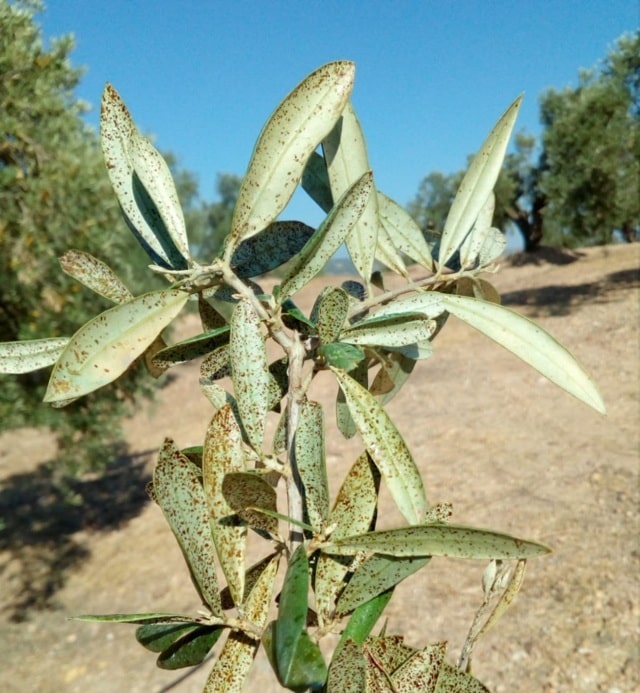 Problemas fitosanitarios emergentes en el olivar andaluz