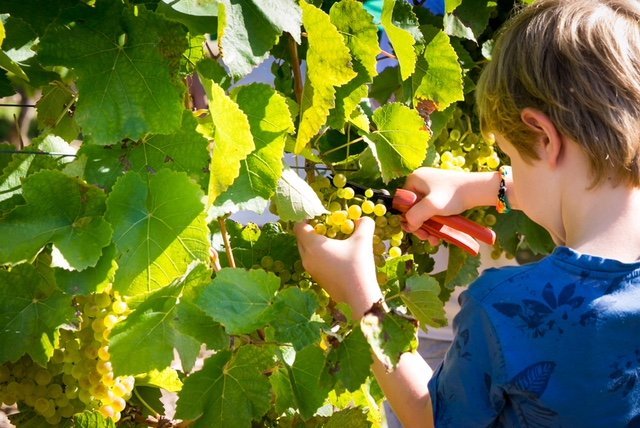 Las cosechas de viñedo y olivar bajaron el paro agrario un 5,7% y en 8.437 personas en septiembre