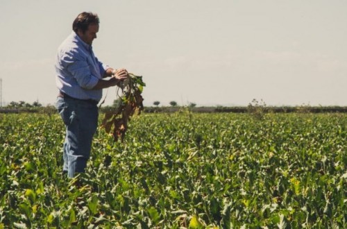 Azucarera inicia campaña con un aforo previsto de 1,5 Mt líquidas de remolacha en la Zona Norte