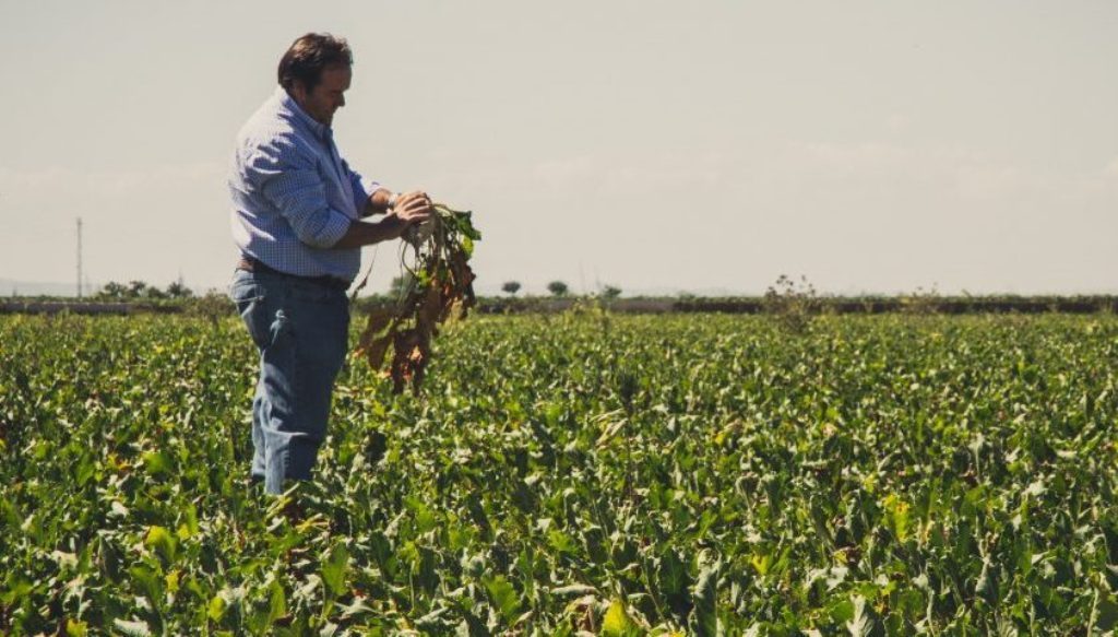 Azucarera inicia campaña con un aforo previsto de 1,5 Mt líquidas de remolacha en la Zona Norte