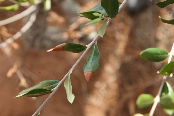 Arranca hoy en Vinaroz el ciclo informativo «Xylella fastidiosa, situaciones y actuaciones en la Comunidad Valenciana»