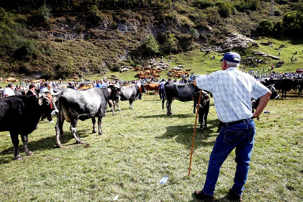 El número de ganaderos con entregas de leche de vaca perforó el suelo de los 14.000 en agosto pasado