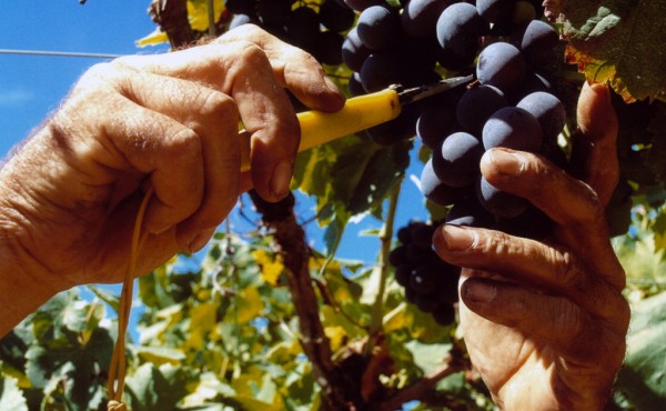Avanza la vendimia en la Ribeira Sacra: 26 bodegas han recogida más de 300.000 kilos de uva