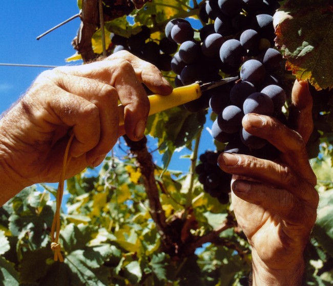 Avanza la vendimia en la Ribeira Sacra: 26 bodegas han recogida más de 300.000 kilos de uva