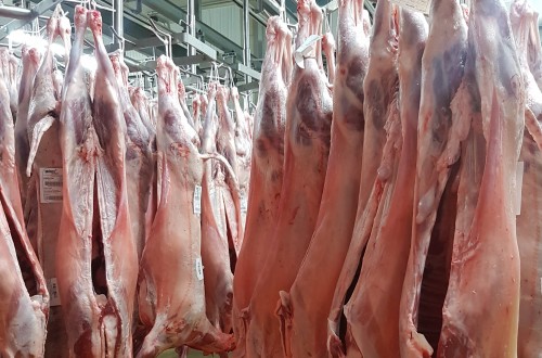 Corderex trabaja con el Grupo Operativo FRILAMB para mejorar la exportación de carne de cordero