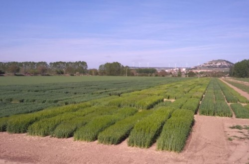 Evaluación de nuevas variedades de triticale, avena y centeno híbrido