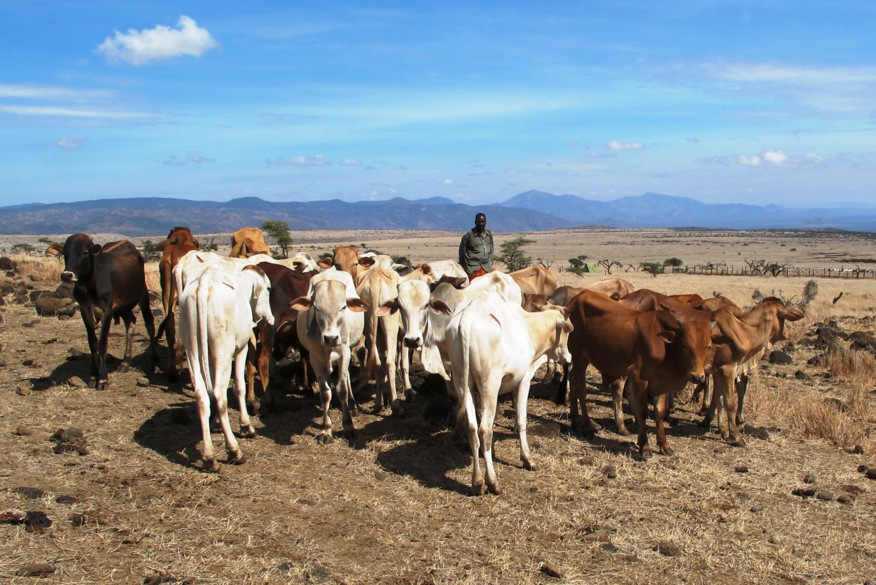 La OIE y FAO lanzan un plan de acción frente a la peste bovina