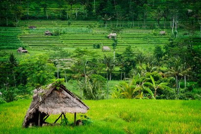 Los productores europeos de arroz piden poner fin a las importaciones sin aranceles desde Camboya y Myanmar